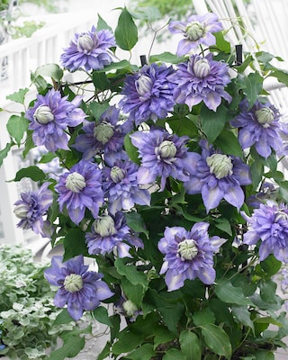 Produktabbildung 2 für Clematis "Diamantina"