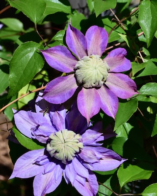 Produktabbildung 1 für Clematis "Diamantina"