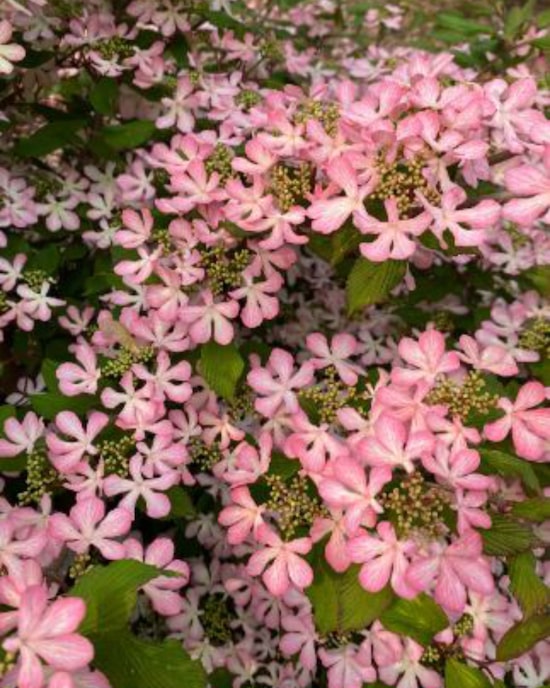 Produktabbildung für Viburnum "Molly Schröder"