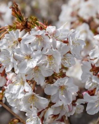 Produktabbildung 1 für Zierkirsche "Mikinori"