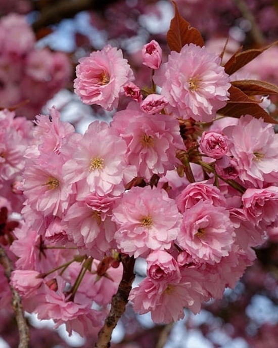 Produktabbildung für Ziermandelbäumchen "Rosemund"