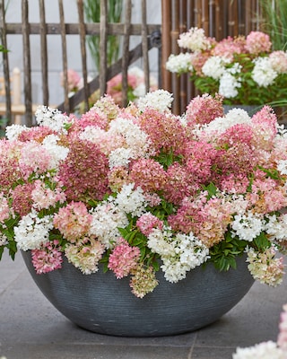 Produktabbildung 2 für Bodendecker-Hortensie "Groundbreaker"