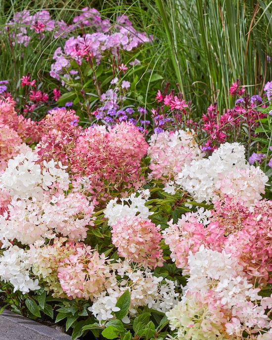 Produktabbildung für Bodendecker-Hortensie "Groundbreaker