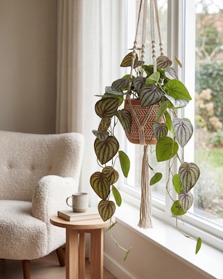 Produktabbildung 3 für Zwergpfeffer im Hängetopf