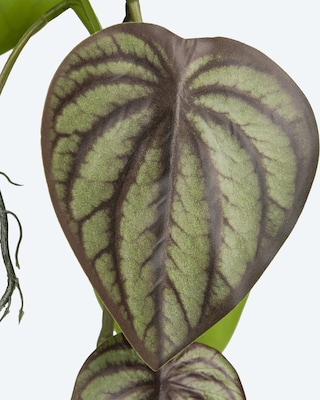 Produktabbildung 2 für Zwergpfeffer im Hängetopf