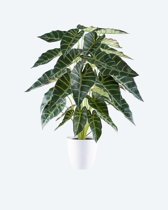 Produktabbildung für Alocasia Kunstpflanze im weißen Topf