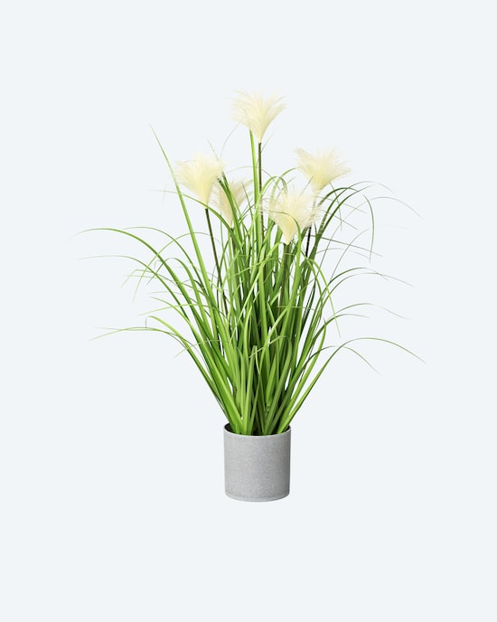 Produktabbildung für Riedgras im Topf, 66 cm