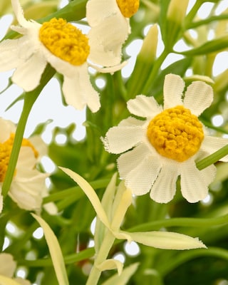 Produktabbildung 2 für Kamillenkranz