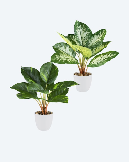 Produktabbildung für Kunstpflanzen-Set Dieffenbachia/Philodendron, 2tlg.