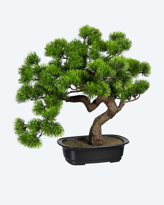 Produktabbildung für Bonsai Kiefer in schwarzer Schale