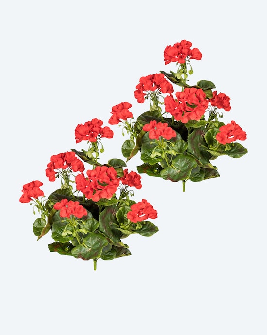 Produktabbildung für Geranienbusch-Set, 2tlg.