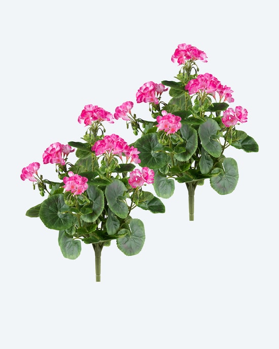 Produktabbildung für Geranienbusch-Set, 2tlg.
