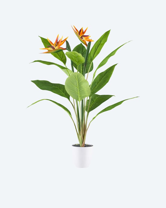 Produktabbildung für Strelitzia im weißen Kunststofftopf