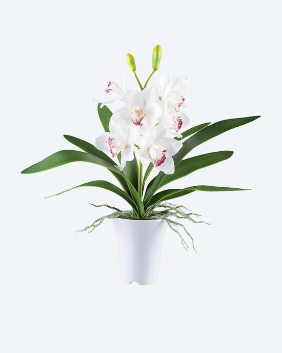 Produktabbildung für Cymbidie im Melamintopf