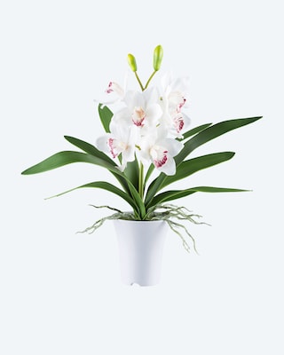 Produktabbildung 3 für Cymbidie im Melamintopf