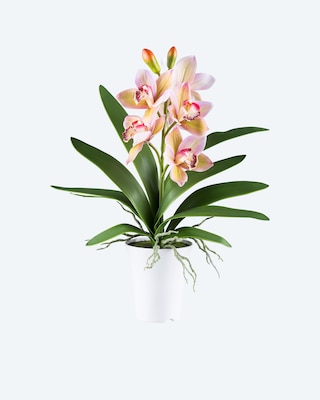 Produktabbildung 4 für Cymbidie im Melamintopf