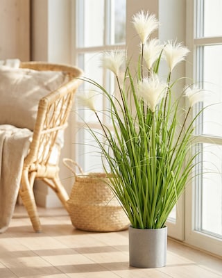 Produktabbildung 2 für Riedgras im Topf