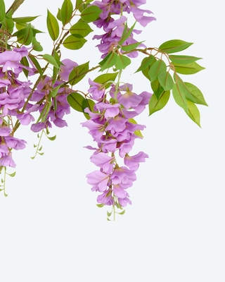 Produktabbildung 2 für Wisteria-Kunststoffpflanze im Topf