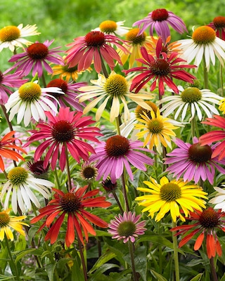 Produktabbildung 2 für Bunte Stauden-Träume, 6tlg.