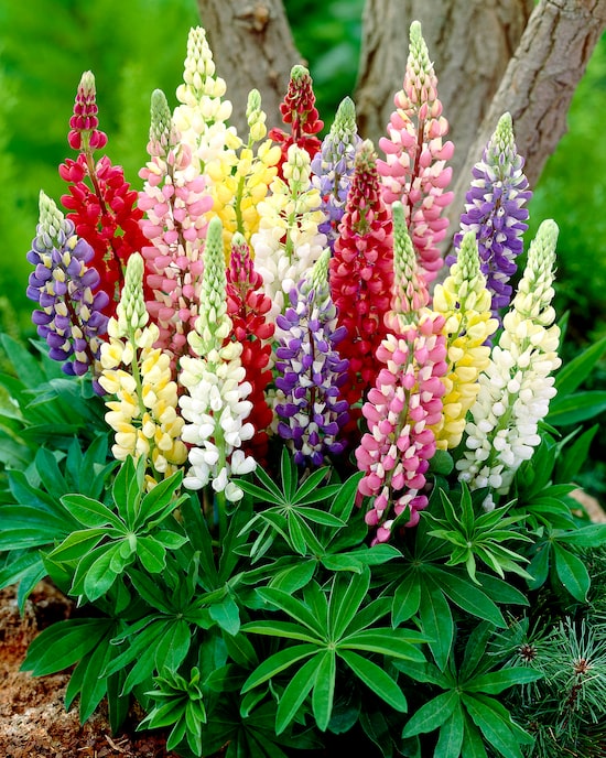 Produktabbildung für Bunte Stauden-Träume, 6tlg.