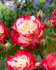 Produktabbildung für Gabrieles Lieblingsrosen