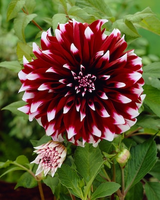 Produktabbildung 3 für Großblumige Dahlien, 3tlg.