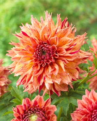 Produktabbildung 2 für Großblumige Dahlien, 3tlg.