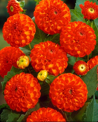 Produktabbildung 2 für Balldahlien, 3tlg.