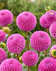 Produktabbildung für Balldahlien, 3tlg.