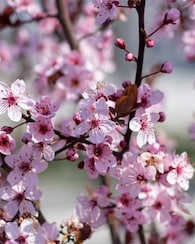 Produktabbildung für Amerikanische Wildpflaume