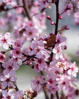 Produktabbildung 1 für Amerikanische Wildpflaume