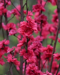 Produktabbildung für Wildpfirsich