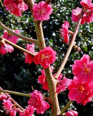 Produktabbildung 2 für Wildpfirsich