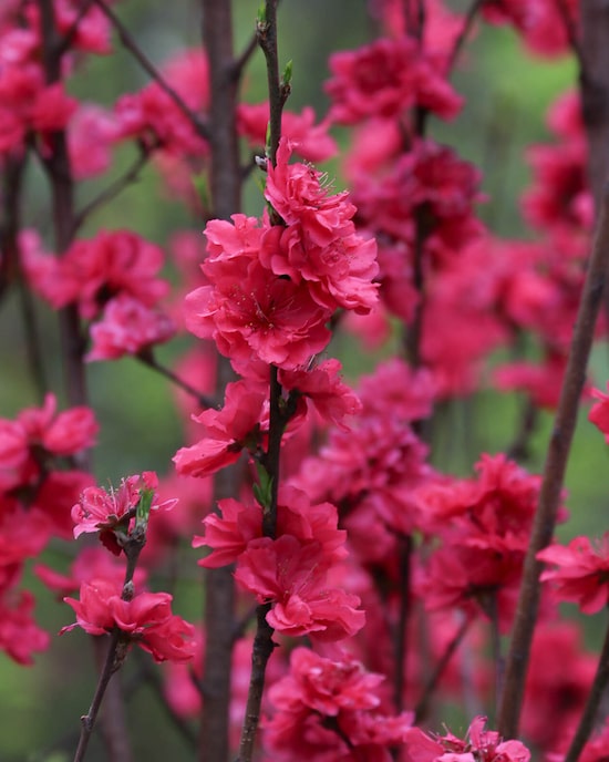 Produktabbildung für Wildpfirsich