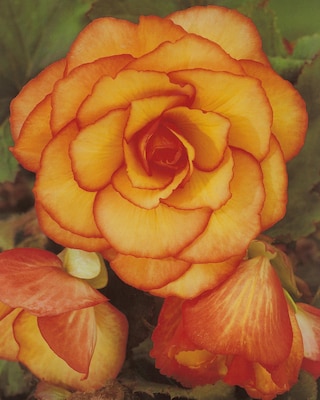 Produktabbildung 3 für Pecotee-Mix, 10tlg.