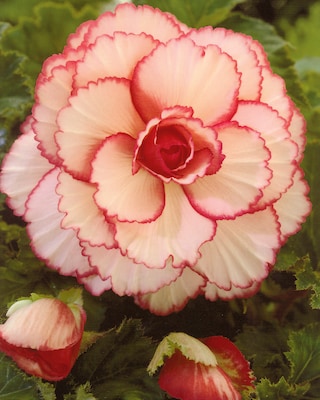 Produktabbildung 2 für Pecotee-Mix, 10tlg.