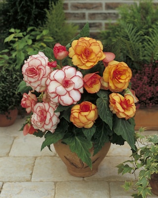 Produktabbildung 1 für Pecotee-Mix, 10tlg.