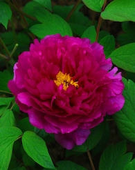 Produktabbildung für XXL-Baumpfingstrose Luo Yang Hong