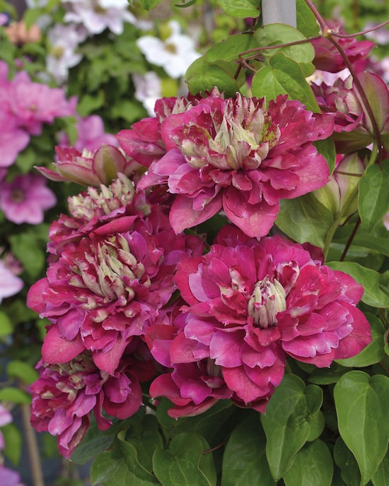 Produktabbildung für Clematis "Hot Kisses"