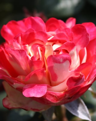 Produktabbildung 2 für Ruffles Roses 2tlg.