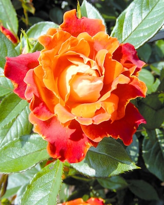 Produktabbildung 1 für Ruffles Roses 2tlg.