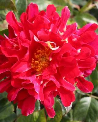 Produktabbildung 3 für Ruffles Roses 2tlg.