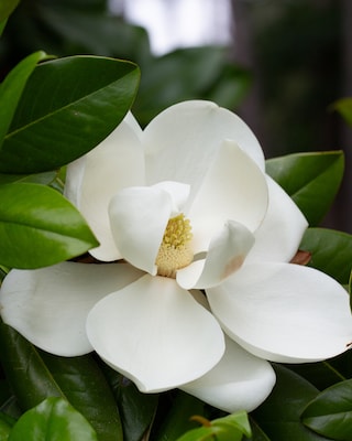 Produktabbildung 2 für Magnolie "Fairy Honey Velvet"