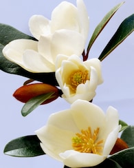 Produktabbildung für Magnolie "Fairy Honey Velvet"