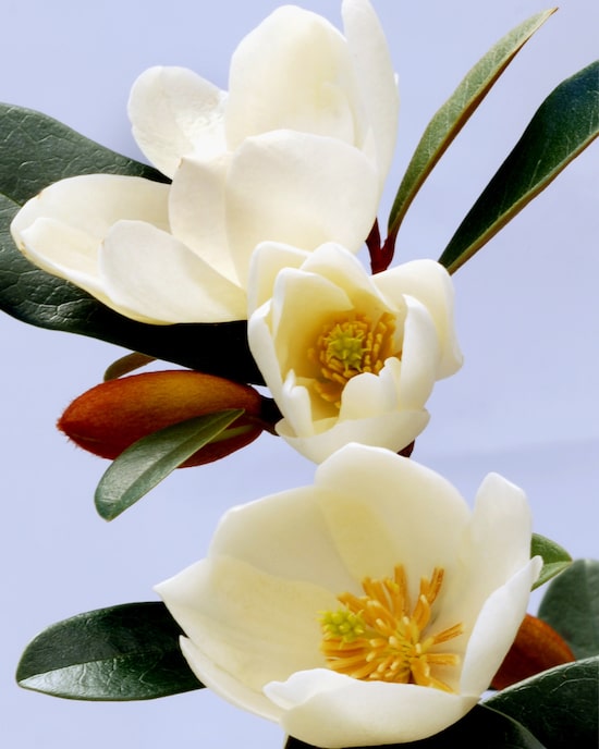 Produktabbildung für Magnolie "Fairy Honey Velvet"