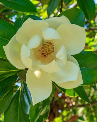 Produktabbildung 3 für Magnolie "Fairy Honey Velvet"