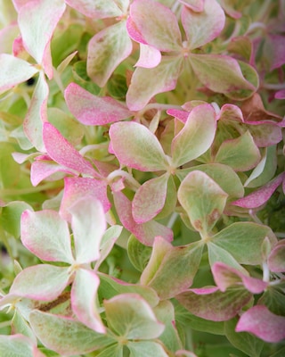 Produktabbildung 3 für Rispenhortensie "Little Fresco"