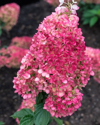 Produktabbildung 2 für Rispenhortensie "Little Fresco"