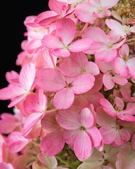 Produktabbildung für Rispenhortensie "Little Fresco"