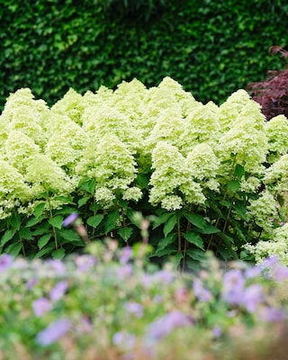 Produktabbildung 4 für Rispenhortensie "Little Fresco"